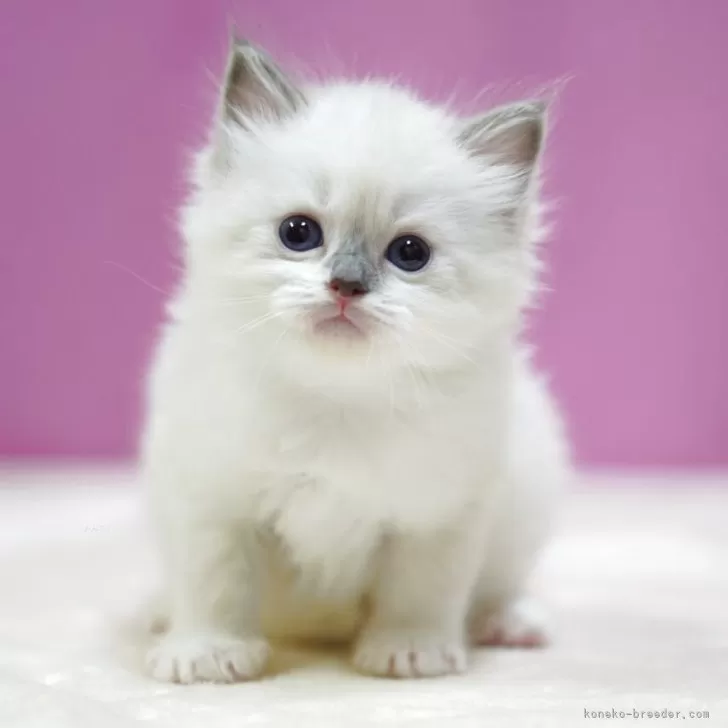 ID：2511-01077の子猫