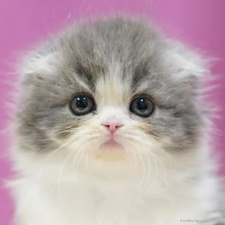 ID:2412-01655の子猫