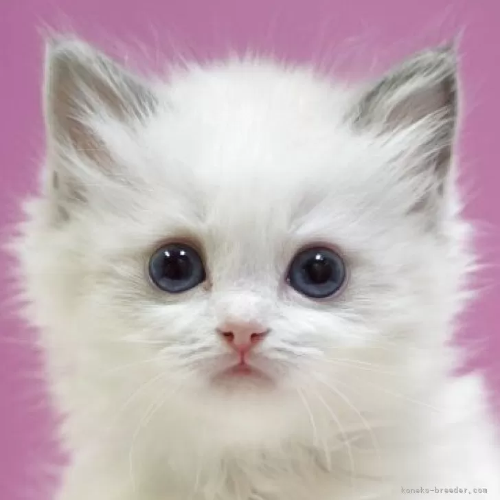 イト 様のお迎えした子猫