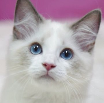 ラグドール【埼玉県・男の子・2025年8月11日・ブルーポイントバイカラー】の写真「⭐️当日見学OK⭐️」