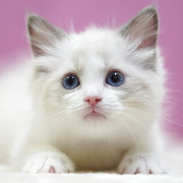 ラグドール【埼玉県・男の子・2025年10月6日・ブルーポイントバイカラー】の写真「👑埼玉県お客様評価 第1位獲得👑」