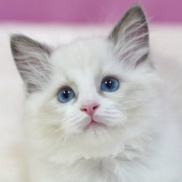 ラグドール【埼玉県・男の子・2025年6月10日・ブルーポイントバイカラー】の写真「⭐️当日見学OK⭐️」