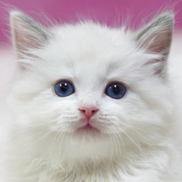 ラグドール【埼玉県・男の子・2025年10月6日・ブルーポイントバイカラー】の写真「⭐️可愛い男の子⭐️」