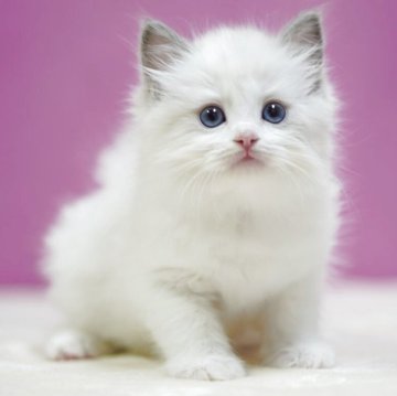 ラグドール【埼玉県・女の子・2025年10月17日・ブルーポイントバイカラー】の写真「👑埼玉県お客様評価 第1位獲得👑」