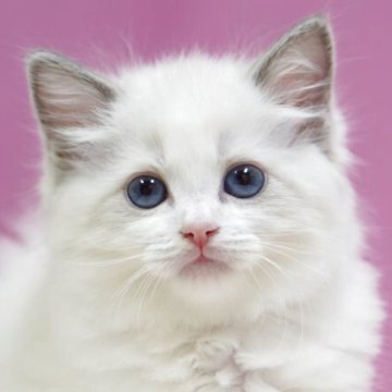 ラグドール【埼玉県・男の子・2025年10月6日・ブルーポイントバイカラー】の写真「⭐️可愛い男の子⭐️」