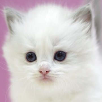 ラグドール【埼玉県・女の子・2025年10月17日・ブルーポイントバイカラー】の写真「⭐️可愛い女の子⭐️」