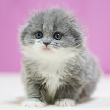 スコティッシュフォールド(折れ耳)【埼玉県・女の子・2025年11月1日・ブルータビーホワイト】の写真「⭐️かわいい女の子⭐️」