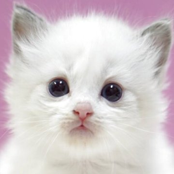 ラグドール【埼玉県・男の子・2025年10月17日・ブルーポイントバイカラー】の写真「⭐️可愛い男の子⭐️」