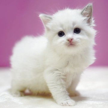 ラグドール【埼玉県・男の子・2025年10月6日・ブルーポイントバイカラー】の写真「⭐️可愛い男の子⭐️」