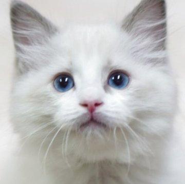 ラグドール【埼玉県・男の子・2025年10月6日・ブルーポイントバイカラー】の写真「👑埼玉県お客様評価 第1位獲得👑」