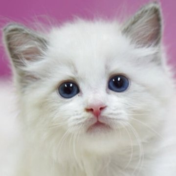 ラグドール【埼玉県・男の子・2025年10月6日・ブルーポイントバイカラー】の写真「⭐️可愛い男の子⭐️」