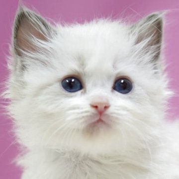 ラグドール【埼玉県・女の子・2025年10月6日・ブルーポイントバイカラー】の写真「⭐️可愛い女の子⭐️」