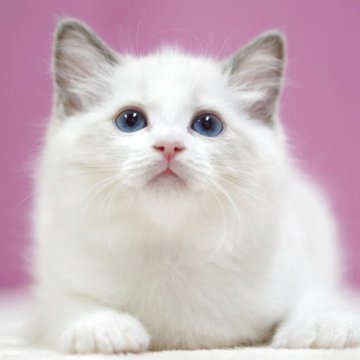 ラグドール【埼玉県・男の子・2025年10月6日・ブルーポイントバイカラー】の写真「👑埼玉県お客様評価 第1位獲得👑」