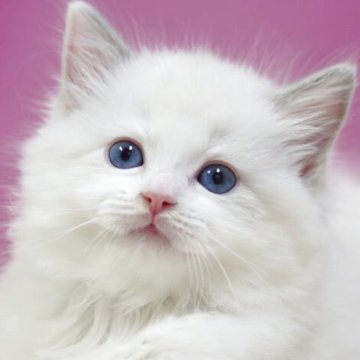 ラグドール【埼玉県・男の子・2025年10月6日・ブルーポイントバイカラー】の写真「⭐️可愛い男の子⭐️」