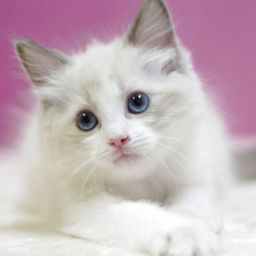 ラグドール【埼玉県・男の子・2025年10月6日・ブルーポイントバイカラー】の写真「👑埼玉県お客様評価 第1位獲得👑」