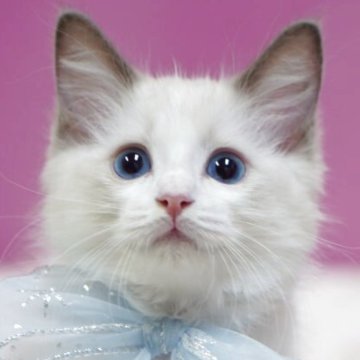 ラグドール【埼玉県・男の子・2025年9月3日・ブルーポイントバイカラー】の写真「⭐️当日見学OK⭐️」