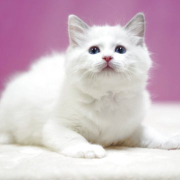 ラグドール【埼玉県・男の子・2025年10月6日・ブルーポイントバイカラー】の写真「👑埼玉県お客様評価 第1位獲得👑」