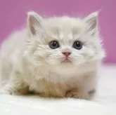 スコティッシュストレート【埼玉県・男の子・2025年11月1日・クリームタビーホワイト】の写真1