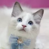 ラグドール【埼玉県・男の子・2025年8月11日・ブルーポイントバイカラー】の写真1