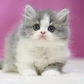 スコティッシュストレート【埼玉県・男の子・2025年1月12日・ブルータビーホワイト】の写真1