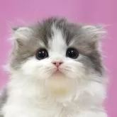 スコティッシュフォールド(折れ耳)