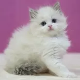 ラグドール【埼玉県・女の子・2024年12月11日・ブルーポイントバイカラー】の写真1