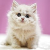 スコティッシュストレート