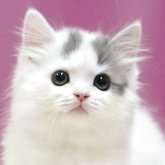 スコティッシュフォールド(立ち耳)