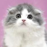 スコティッシュフォールド(折れ耳)【埼玉県・男の子・2025年5月10日・ブルータビーホワイト】の写真1