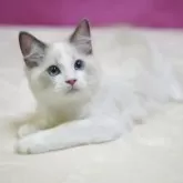 ラグドール【埼玉県・男の子・2025年8月11日・ブルーポイントバイカラー】の写真2