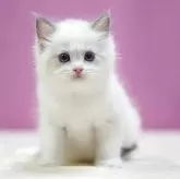 ラグドール【埼玉県・男の子・2025年10月17日・ブルーポイントバイカラー】の写真2