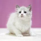 ラグドール【埼玉県・女の子・2025年8月11日・ブルーポイントバイカラー】の写真2