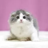 スコティッシュフォールド(折れ耳)【埼玉県・男の子・2025年5月10日・ブルータビーホワイト】の写真2