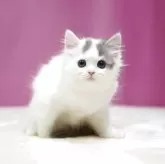 スコティッシュフォールド(立ち耳)【埼玉県・男の子・2025年7月12日・ブルータビーホワイト】の写真2