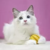 ラグドール【埼玉県・男の子・2025年8月11日・ブルーポイントバイカラー】の写真2