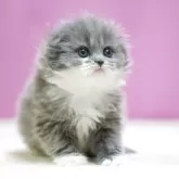 スコティッシュフォールド(折れ耳)【埼玉県・女の子・2025年11月1日・ブルータビーホワイト】の写真2