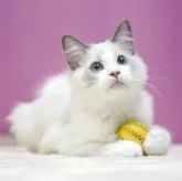 ラグドール【埼玉県・男の子・2025年8月11日・ブルーポイントバイカラー】の写真3