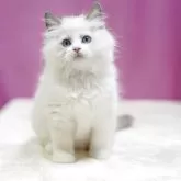 ラグドール【埼玉県・男の子・2025年7月28日・ブルーポイントバイカラー】の写真3