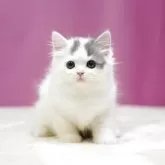 スコティッシュフォールド(立ち耳)【埼玉県・男の子・2025年7月12日・ブルータビーホワイト】の写真3