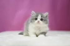 スコティッシュストレート【埼玉県・男の子・2025年1月12日・ブルータビーホワイト】の写真2