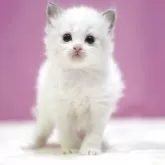 ラグドール【埼玉県・男の子・2025年10月17日・ブルーポイントバイカラー】の写真4