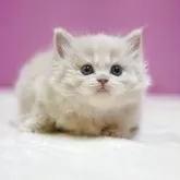 スコティッシュストレート【埼玉県・男の子・2025年11月1日・クリームタビーホワイト】の写真4