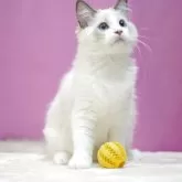 ラグドール【埼玉県・男の子・2025年8月11日・ブルーポイントバイカラー】の写真4