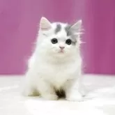 スコティッシュフォールド(立ち耳)【埼玉県・男の子・2025年7月12日・ブルータビーホワイト】の写真4