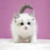 ラグドール【埼玉県・男の子・2025年10月17日・ブルーポイントバイカラー】の写真4