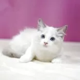 ラグドール【埼玉県・男の子・2025年8月11日・ブルーポイントバイカラー】の写真4