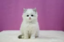 ラグドール【埼玉県・女の子・2024年12月11日・ブルーポイントバイカラー】の写真4