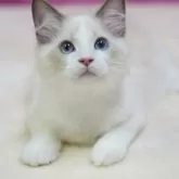 ラグドール【埼玉県・男の子・2025年8月11日・ブルーポイントバイカラー】の写真5