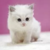 ラグドール【埼玉県・女の子・2025年10月17日・ブルーポイントバイカラー】の写真5