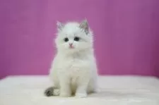 ラグドール【埼玉県・女の子・2024年12月11日・ブルーポイントバイカラー】の写真5